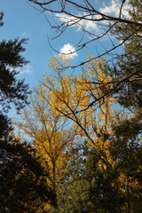 Yellow aspen roots among the fir trees