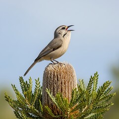 Singing White-cheeked Honeyeater on Banksia Flower Spike in Australian Bushland.