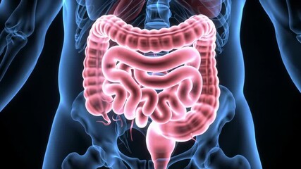 full-body 3d human anatomical model, translucent blue glow, large intestine highlighted pinkish-red, cinematic zoom-in against black void. concept of advanced medical visualization - Powered by Adobe