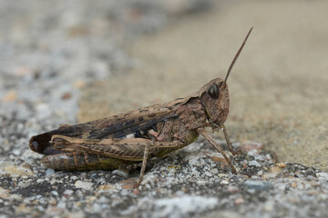 Closeup on the common field grasshopper, Chorthippus brunneus