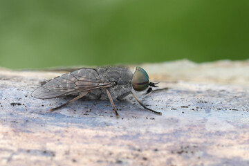 Detailed closeup on a gnat gadfly with striking colored eyes Philipomyia aprica