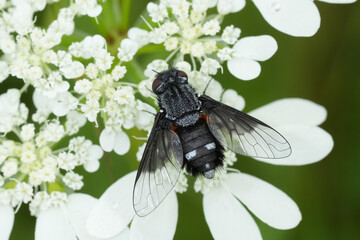 Closeup on a dark black bee-fly, Chalcochiton pallasii, on a white flower
