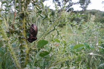 Wide angle closeup on the endangered bulky Bronze Glandular Bush-Cricket Bradyporus dasypus