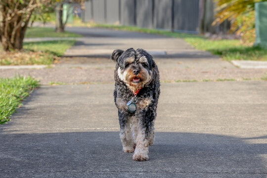 Black & Brawn cavoodle dog  sitting on the floor