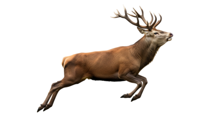 Majestic Deer Stag Buck Wildlife Animal Reindeer Antlers Mammal Forest Hunter