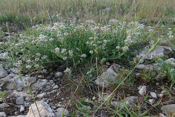 Closeup on a white flowering Lotus herbaceus wildflower in the Bulgarian mountains