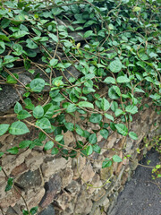 Close-up of Asian Jasmine leaves.