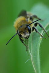 Closeup on a male of he Osmia leiana niveata group on a green straw of grass