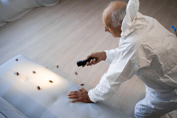 Elderly man pest control worker using flashlight examining sofa with cockroaches. insect-free house...
