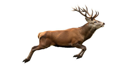 Fototapeta premium Majestic Stag Running Wild Deer Buck Antlers Animal Wildlife Nature