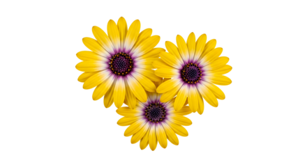 Osteospermum Flowers Floral Blossom African Daisies Springtime Garden Beauty