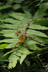 Yellow lizard on the green leaves