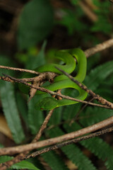 green snake camouflage on the tree branch