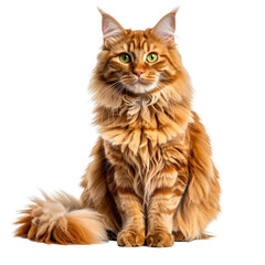 Obraz premium Majestic ginger cat with green eyes sits gracefully on a dark background