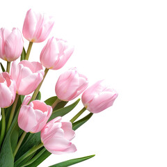 Fototapeta premium Bouquet of pale pink tulips, close-up on black background