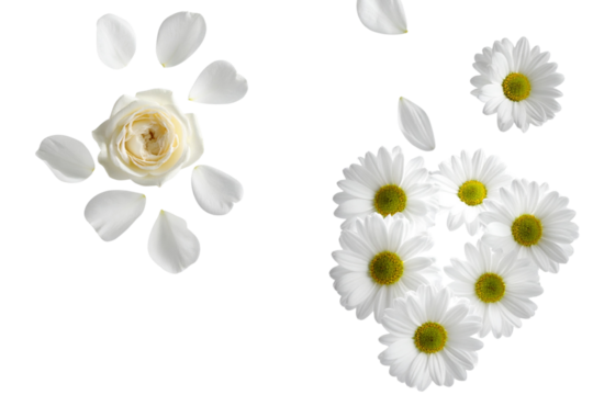 White Roses and Daisies Flying Duo, isolated on transparent background - Powered by Adobe