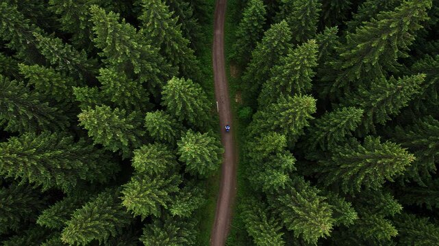 Aerial view of a person walking on a forest path surrounded by pine trees