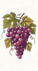 Illustration of Ripe Purple Grapes with Green Leaves.