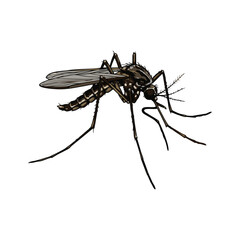 mosquito vector with white background