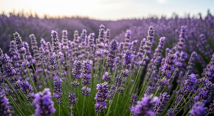Fototapeta premium Close-up view of a vibrant lavender field, showcasing the purple flowers in full bloom under the sunlight.