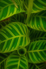 Hojas aterciopeladas 