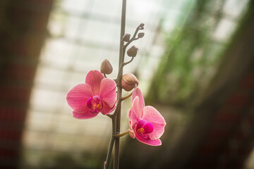 Orquídeas rosas