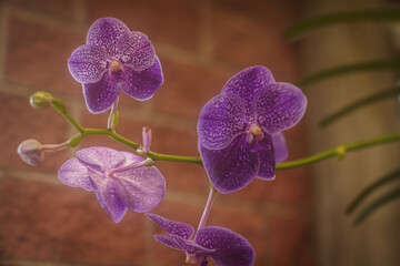 Orquídeas moradas 