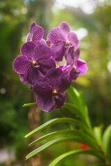 Orquídeas moradas 