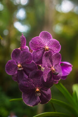 Orquídeas moradas 