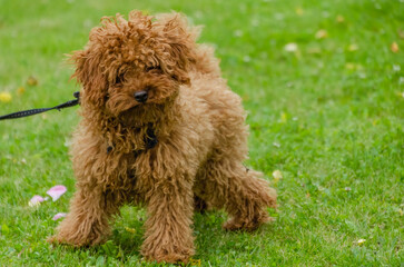 Fluffy brown poodle standing on green grass with curious playful expression. Small curly dog on leash, playful mood, outdoor park setting, low angle shot, concept of pet care and friendship