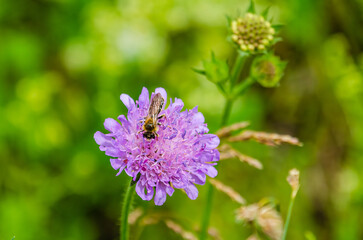 Delicate blue flower with insect resting on petal in soft morning light. Macro shot of insect on blue wildflower, soft bokeh background, natural morning scene, peaceful mood, shallow depth.