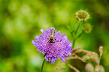 Delicate blue flower with insect resting on petal in soft morning light. Macro shot of insect on blue wildflower, soft bokeh background, natural morning scene, peaceful mood, shallow depth.