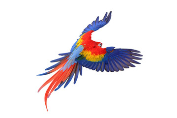 Colorful flying Scarlet Macaw parrot isolated on transparent background png file	