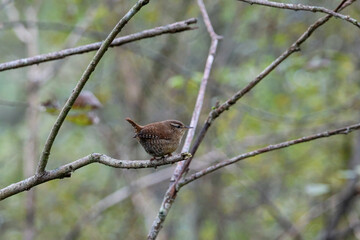 Small brown wren bird perched on thin branch in soft forest light. Delicate songbird resting on twig, natural woodland background, calm mood, eye-level shot, concept of nature beauty and wildlife