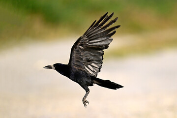 Saatkrähe // Rook (Corvus frugilegus)