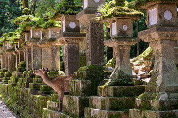 Deer among stone lanterns at Kasuga Taisha Shrine in Nara, Japan