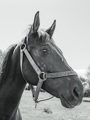 Domestic horse (Equus caballus) in summer in the form of a portrait. © Adam