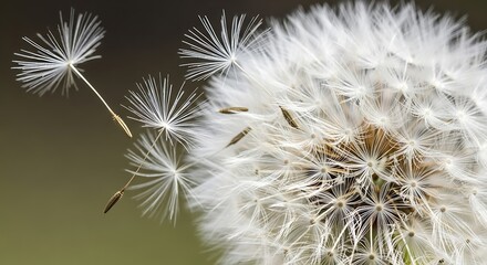 Dandelion Seed Dispersal - A Close-Up of Natures Delicate Beauty.