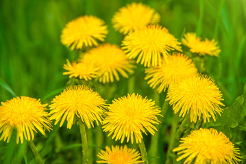 Yellow dandelions blooming on grass background
