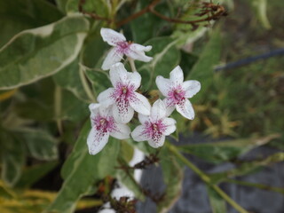 Obraz premium Beautiful inflorescence of Pseuderanthemum maculatum