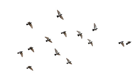 Flock of Birds Flying Motion Wildlife Nature Ornithology Freedom Concept