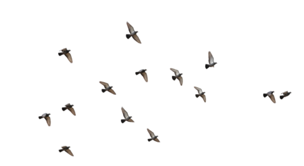 Flock of Birds Flying Motion Wildlife Nature Ornithology Freedom Concept