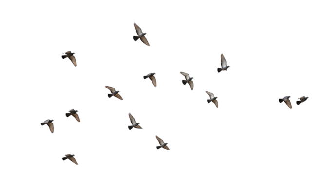 Flock of Birds Flying Motion Wildlife Nature Ornithology Freedom Concept