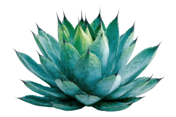 Blue green agave plant with sharp black thorns on black background succulent, Isolated On Transparent Background, Png Cut Out