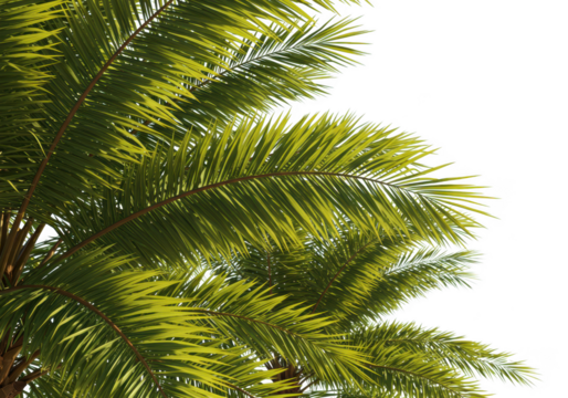 Close up view of vibrant green pine tree branches with detailed needles isolated on transparent background