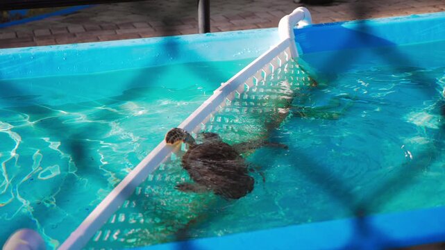 Medium shot of a loggerhead turtle swimming in a blue pool, partially obstructed by a white net.