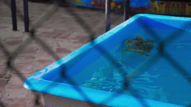 Medium close-up with shallow depth of field, showing a loggerhead turtle swimming in and out of focus against a pool wall.