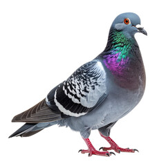 Fototapeta premium A close-up of a pigeon with iridescent neck feathers, standing, isolated