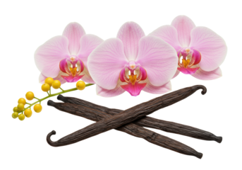 Three light pink Phalaenopsis orchids, two dark vanilla beans, and yellow buds arranged on a transparent studio background with soft bokeh, macro still life photography concept of natural aromatic
