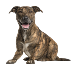 Playful dog portrait animal natural light isolated on transparent background